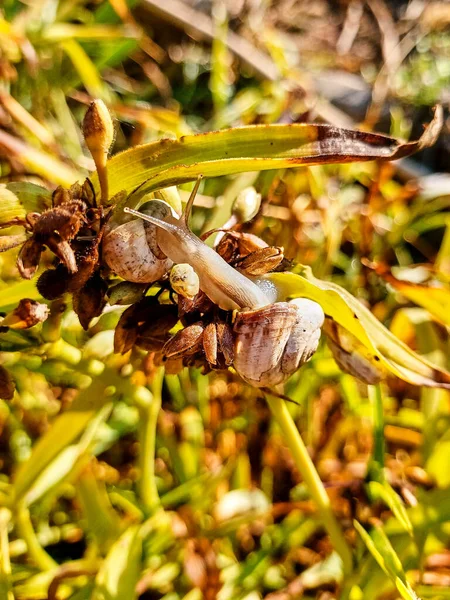 A small white snail on the green leaves and dry buds of the plant. The snail crawls out of the shell. Vertical summer macro photo. Side view.