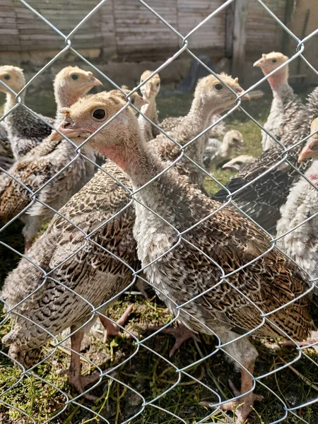 Curious Turkey Young Turkeys Look Fence Net Raising Turkey Chicks — Stock Photo, Image