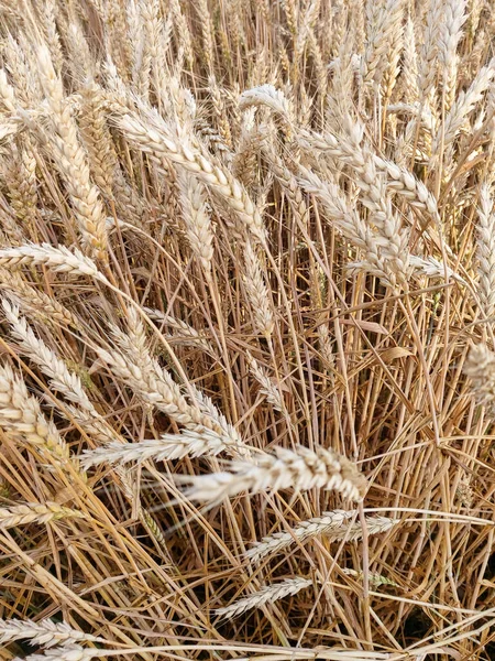 Spiking Golden Ears Wheat Close Background Field Theme Agriculture Rich — Stockfoto