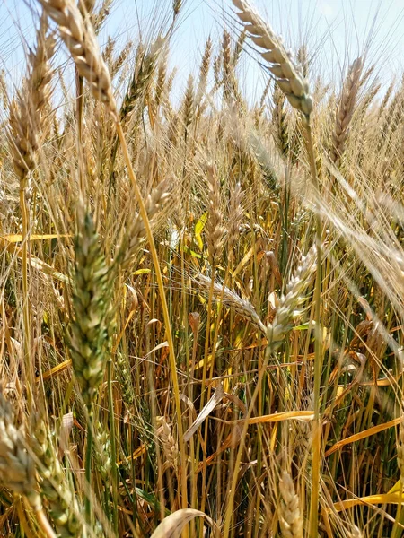 Spiking Golden Ears Wheat Close Background Golden Field Theme Agriculture — Fotografia de Stock