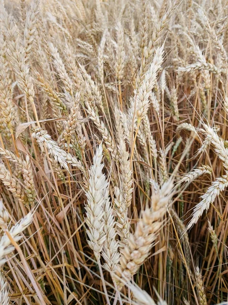Spiking Golden Ears Wheat Close Background Golden Field Theme Agriculture — Fotografia de Stock