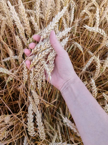 Ώριμα Χρυσά Αυτιά Σιταριού Χέρι Της Γυναίκας Έχει Πολλά Αυτιά — Φωτογραφία Αρχείου