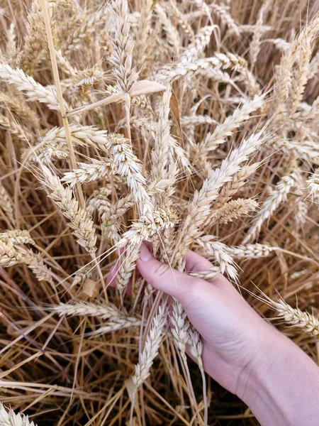 Spiking Golden Ears Wheat Close Woman Hand Holds Several Prickly — 스톡 사진