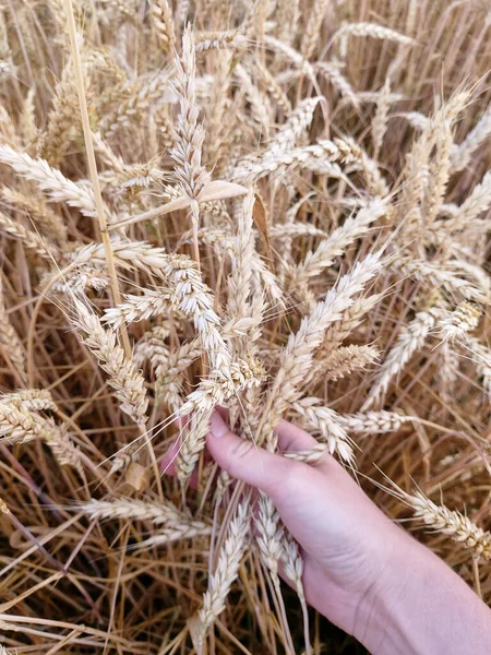 Spiking Golden Ears Wheat Close Crops Field Woman Hand Holds — Stockfoto