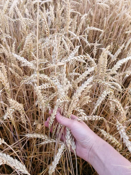Spiking Golden Ears Wheat Close View Crops Field Woman Hand — Stockfoto