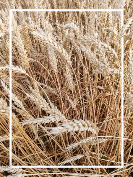 Spiking Golden Ears Wheat Close Background Field Theme Agriculture Rich — Stock Fotó