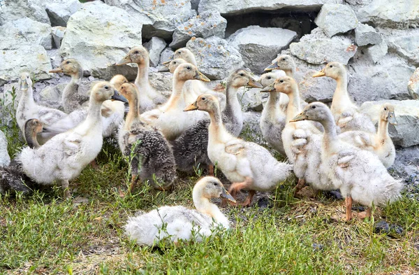 Tema För Djurhållning Liten Grupp Gula Och Grå Tamankor Grönt — Stockfoto