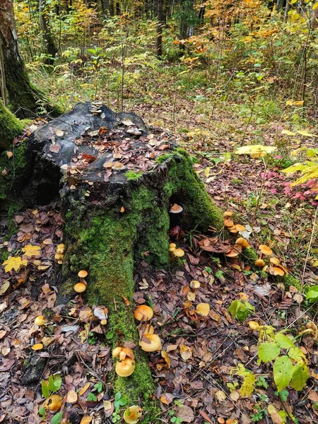 Giftige Ungenießbare Pilze Fliegenpilze Wachsen Auf Einem Baumstumpf Wald Zwischen — Stockfoto