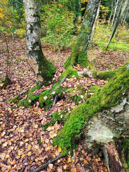 秋天的森林在落叶和小树枝间覆盖着苔藓的树 — 图库照片