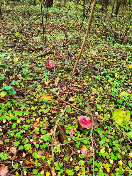 Giftige Pilze Fliegenpilze Rote Fliegenpilze Herbstwald Vor Dem Hintergrund Umgefallener — Stockfoto