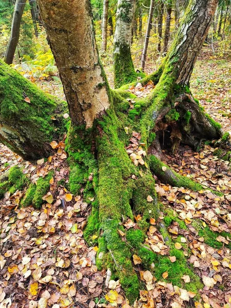 Herbstwald Mit Moos Bewachsene Bäume Zwischen Abgefallenen Blättern Und Zweigen — Stockfoto