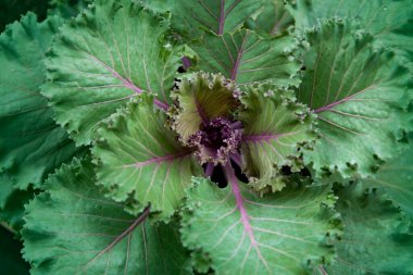 Bahçede taze yeşil kıvırcık lahana sebzesi organik, seçici odaklanma 