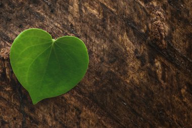 Yeşil kalp şeklinde yapraklar, çevreyi sevmek, bitkileri korumak Dünya Çevre Günü 'nde bitkileri beslemek, dünyanın güzel görünmesine yardımcı olmak, orman koruma kavramı..