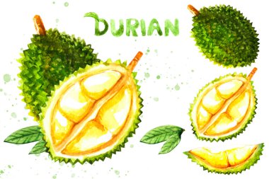 Durian meyve seti, suluboya elle çizilmiş, Durian meyve çizimi, beyaz arkaplanda izole edilmiş doku..