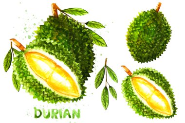 Durian meyve seti, suluboya elle çizilmiş, Durian meyve çizimi, beyaz arkaplanda izole edilmiş doku..