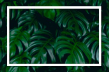 Monstera yaprağının kare çerçevesi yeşil arka planda tropikal bitkiler, doğa konsepti, yazlık fotokopi alanı afiş, poster, kart, satış reklamı, parti davetiyesi, odak yok.