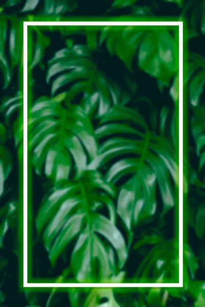 Square Shaped Fluorescent Frame Monstera Leaf Green Background Tropical Plants — Stock Photo, Image