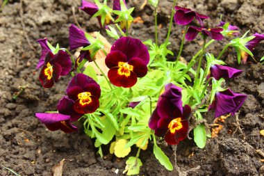 Bush hercai menekşe