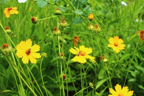 Ensemble de marguerites jaunes — Photo