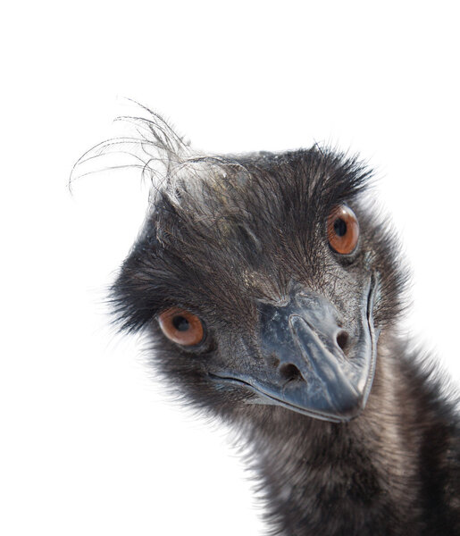 Cute ostrich emu looks from corner isolated on white background