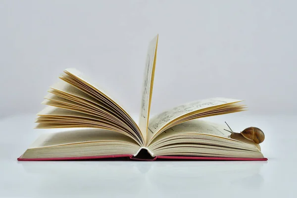 本の開いたページでゆっくりと這う小さいカタツムリ カタツムリは本Helix Pomatiaを読む クローズアップ選択的焦点画像 — ストック写真