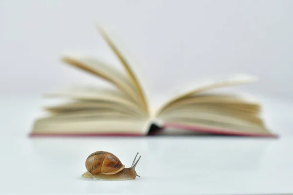 Pequeño Caracol Lentamente Arrastrándose Página Abierta Del Libro Snail Lee — Foto de Stock