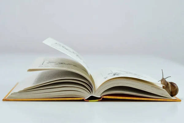 本の開いたページでゆっくりと這う小さいカタツムリ カタツムリは本Helix Pomatiaを読む クローズアップ選択的焦点画像 — ストック写真