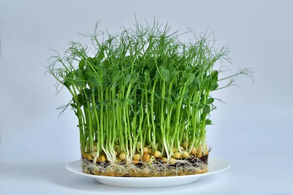 Micro Greens Witte Tafel Spruiten Van Erwten Groente Groeiende Spruiten — Stockfoto
