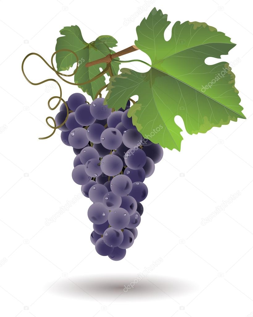 Imagenes De Uvas Vector | racimo de uvas vector de stock 37256961 depositphotos Imagenes De Uvas Vector | racimo de uvas vector de stock 37256961 depositphotos