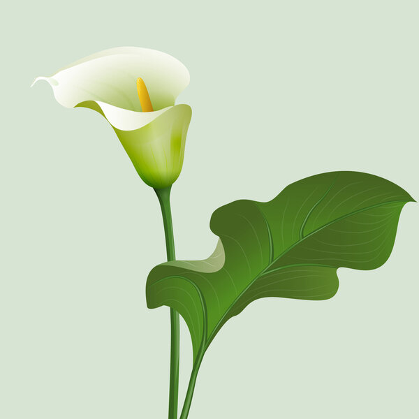 Calla