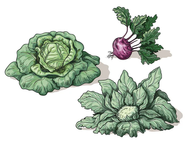 Variety of cabbage — Stock Vector