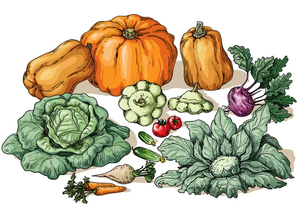 Berbagai sayuran - Stok Vektor