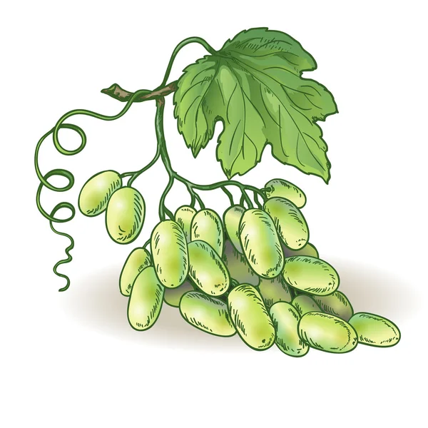 Racimo de uvas — Vector de stock