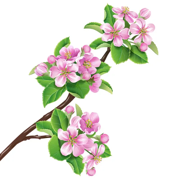 Flowering branch — Stock Vector