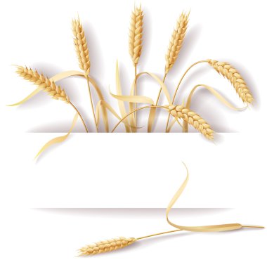 Wheat ears clipart