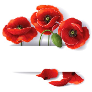 Red poppy flowers   clipart