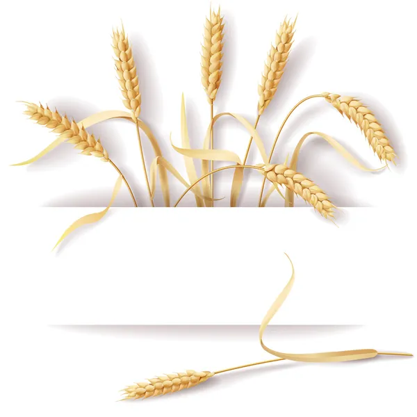 Portions de blé — Image vectorielle