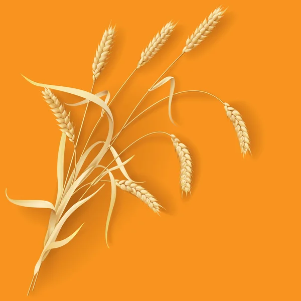 Orelhas de trigo —  Vetores de Stock
