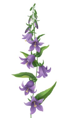 Bluebell çiçek.