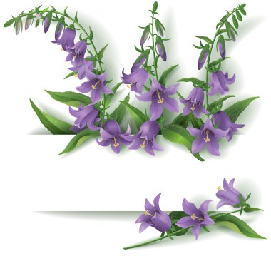 Bluebell çiçekler  