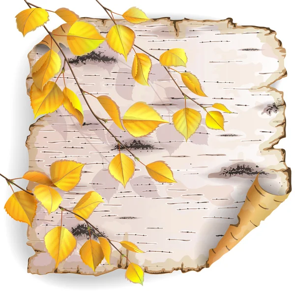 Birch bark and leaves — Stock Illustration Birch bark and leaves Stock Illustration