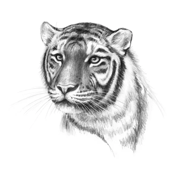 Ручной Рисунок Монохромной Головы Тигра Изолирован Белом Фоне Рисунок Карандашом — стоковое фото