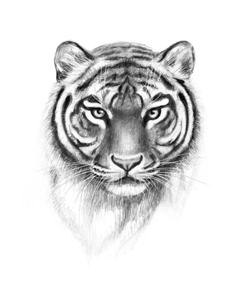 Hand Drawn Monochrome Tiger Head Isolated White Background Pencil Drawing — Stock Photo, Image