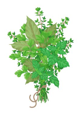 Kekikli buket garni, defne yaprakları, maydanoz ve fesleğen beyaz arka planda izole edilmiş bir iple bağlanmış. Bir demet aromalı yeşil otlar vektör çizimi.