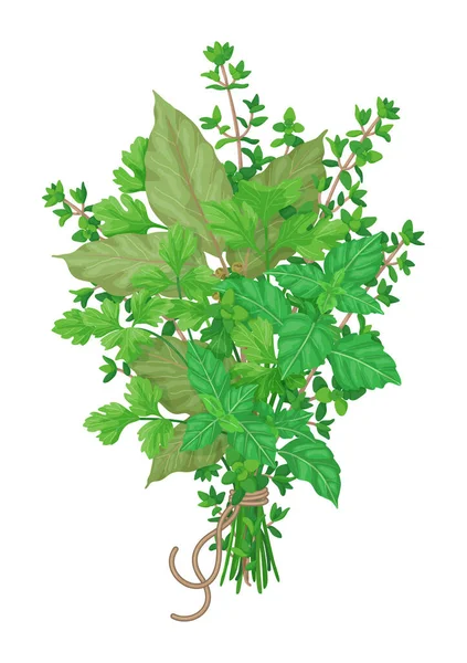 Bouquet Garni Thyme Bay Leaves Parsley Basil Tied String Isolated — Stock Vector