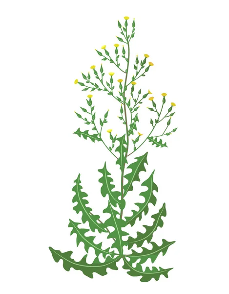 Wild Lettuce Isolated White Background Steppe Plant Yellow Flowers Vector — Stock Vector