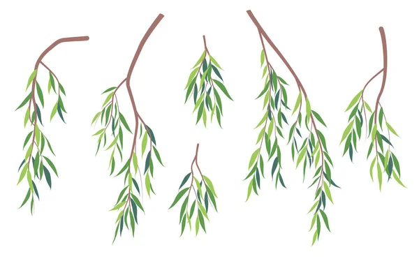 一组简单的树枝 绿叶隔离在白色上 春夏两季 鲜叶垂柳 部分落叶植物病媒的平面图解 — 图库矢量图片