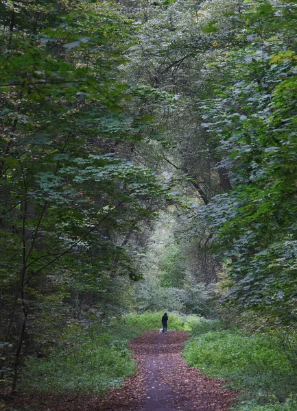 alone woman with dog in autumn forest park landscape