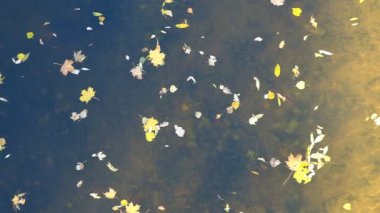 Düşen yaprakların arka planı. Akçaağaç yapraklarından yapılmış duvar kağıdı. Sonbahar. İyi günler. Güneşli. Rusya.