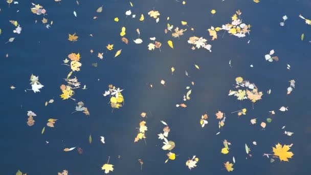 Ιστορικό Από Πεσμένα Φύλλα Ταπετσαρία Φύλλα Σφενδάμου Στο Νερό Φθινόπωρο — Αρχείο Βίντεο
